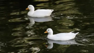 Pair of Call Duck Floating in the Water