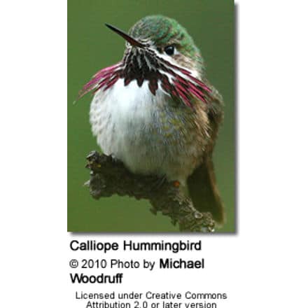 Calliope Hummingbird