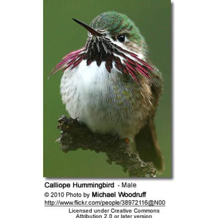 CalliopeHummingbirdfMale