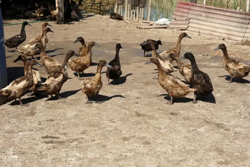 Group of Campbell Ducks