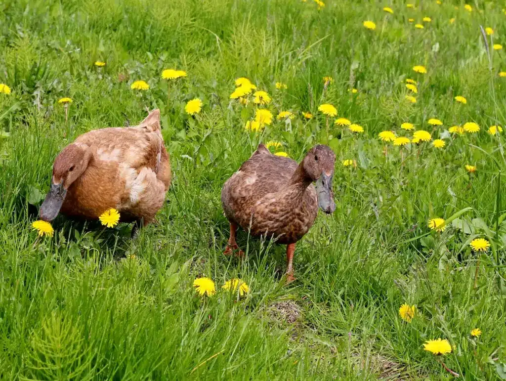 Campbell Ducks in The Meadow 