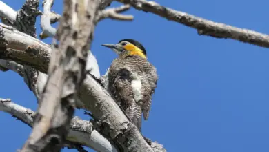 The Campo Flicker Perched On A Branch