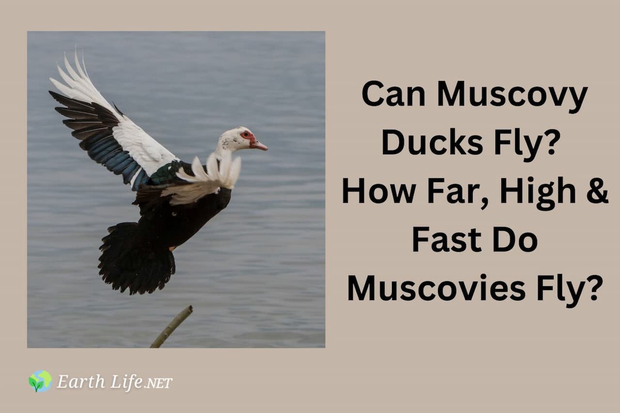 Can Muscovy Ducks Fly How Far High Fast