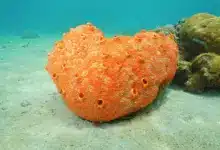 Can Sponges Move