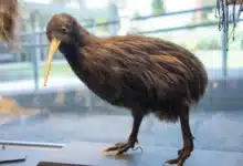 Can You Have a Kiwi Bird as a Pet