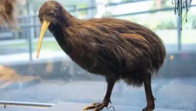 Can You Have a Kiwi Bird as a Pet