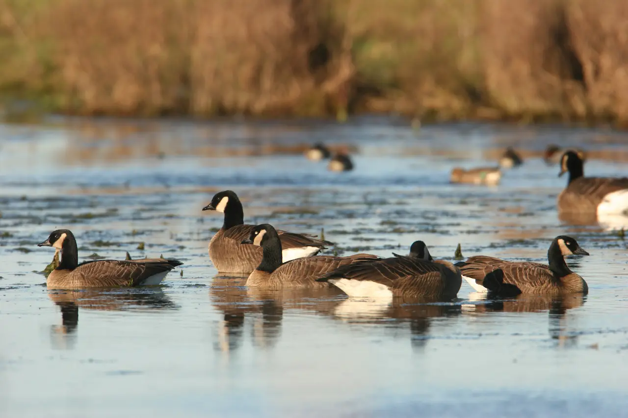 Canada Geese or Canadian Geese (Branta canadensis)