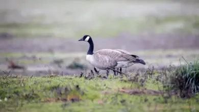The Canada Geese Looking For Food