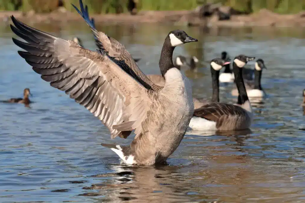 Canada Geese in the Swamp 