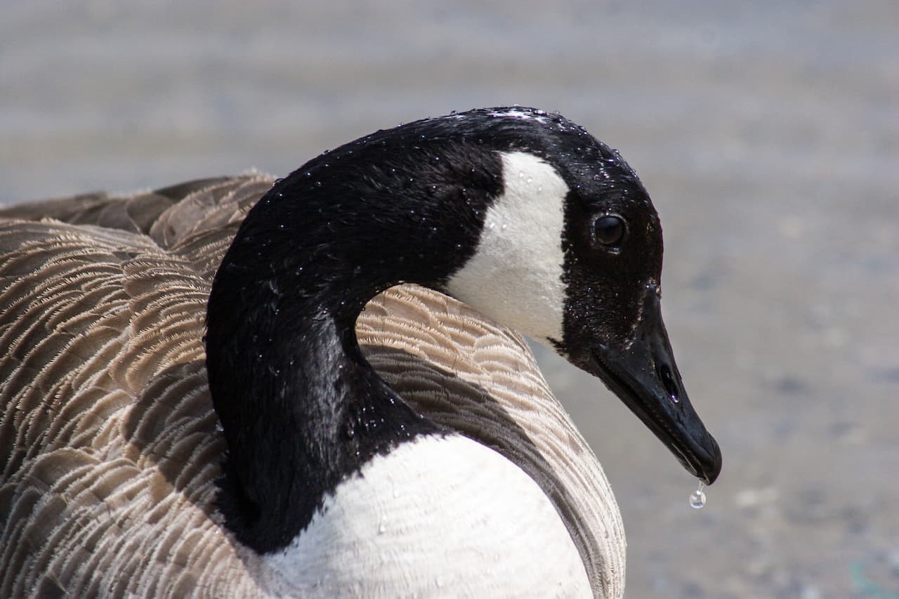 Close up Image of Canada Goose