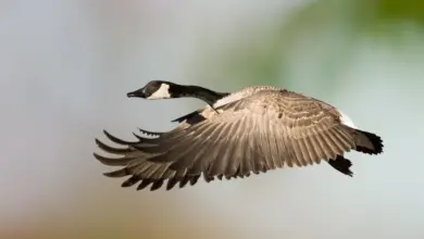 Canada Goose Species is on Flight