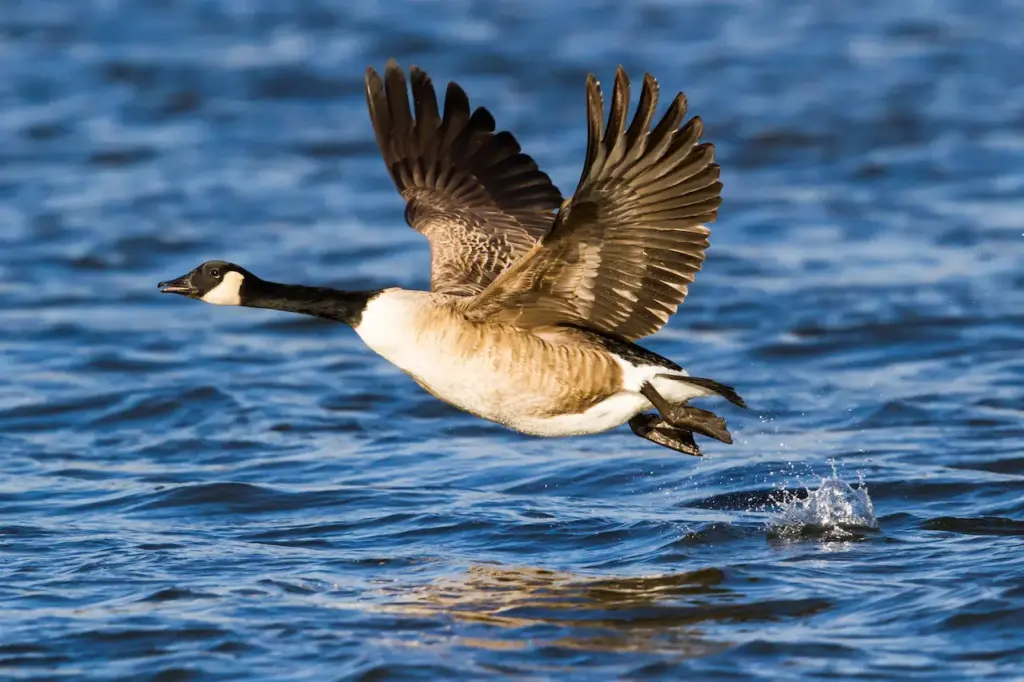 Canada Goose in Flight Above Water