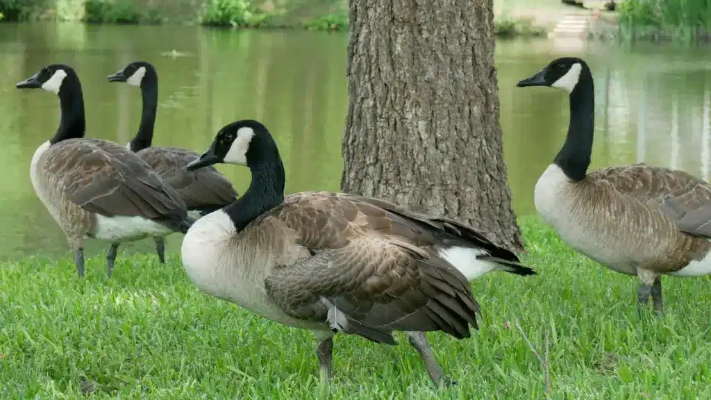 Group of Canadian Geese

