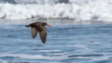 Canarian Black Oystercatcher Is On Flight Looking For Food in the Water