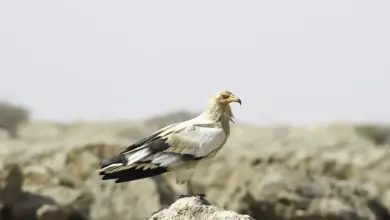 Canarian Egyptian Vultures Perched on a Stone