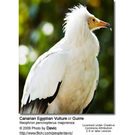 Canarian Egyptian Vulture (Neophron percnopterus majorensis), or Guirre