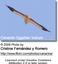 Canarian Egyptian Vulture