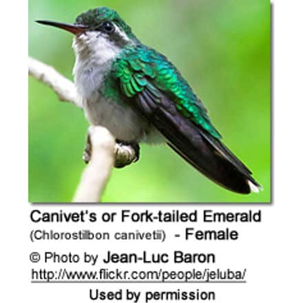 Canivet's or Fork-tailed Emerald (Chlorostilbon canivetii) - Female