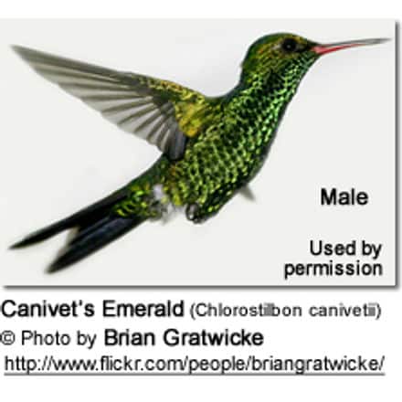 Canivet's Emeralds (Chlorostilbon canivetii) - also known as Fork-tailed Emeralds