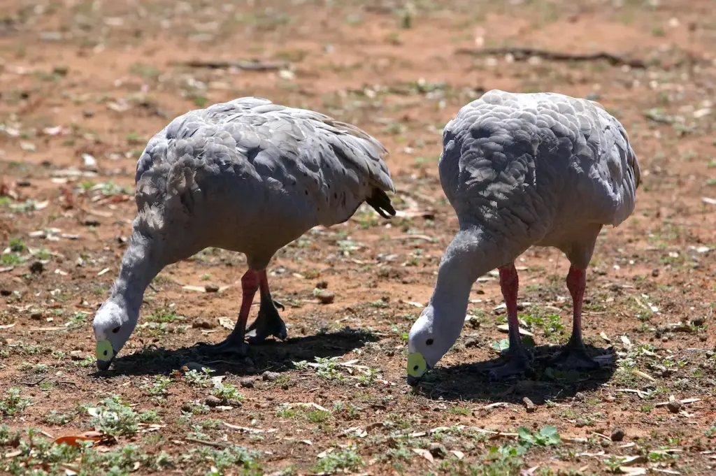 Pair Of Cape Barren Geese Feeding In The Grass
