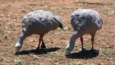 Pair Of Cape Barren Geese Feeding In The Grass