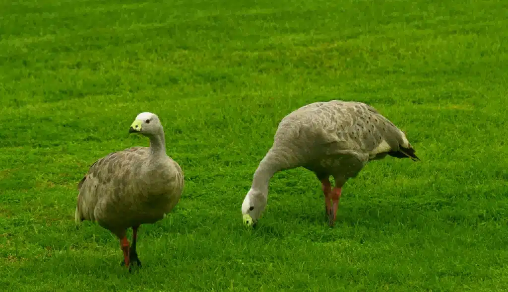 Cape Barren Geese Image 