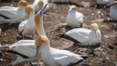 Cape Gannets