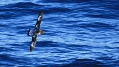 The Cape Petrels Is On Flight Looking For Food