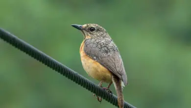 The Cape Rock-Thrush Perched On A Metal Wire