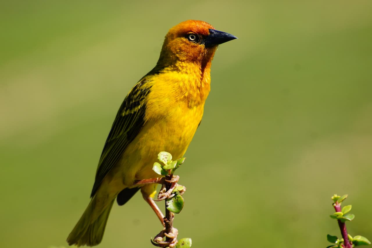 The Cape Weaver Male Have a Bright Yellow Feather