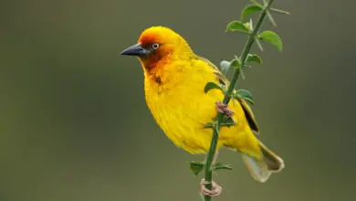 Cape Weavers Perched on a Branch