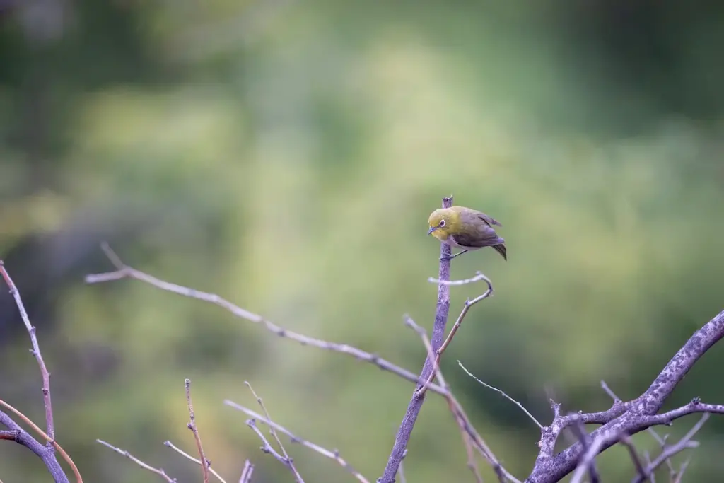 The Cape White-eye On The Tree