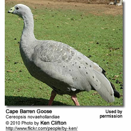 Cape Barren Goose, Cereopsis novaehollandiae