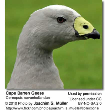 Cape Barren Goose, Cereopsis novaehollandiae - head detail