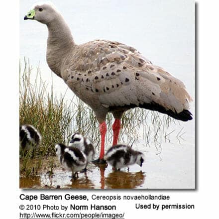 Cape Barren Geese, Cereopsis novaehollandiae