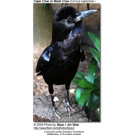 Cape Crow or Black Crow (Corvus capensis) i