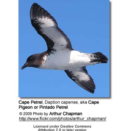 Cape Petrel, Daption capense, aka Cape Pigeon or Pintado Petrel