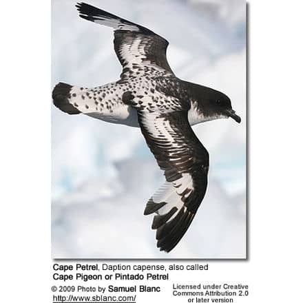 Cape Petrel, Daption capense, also called Cape Pigeon or Pintado Petrel