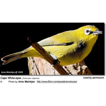 Cape White-eyes, Zosterops capensis