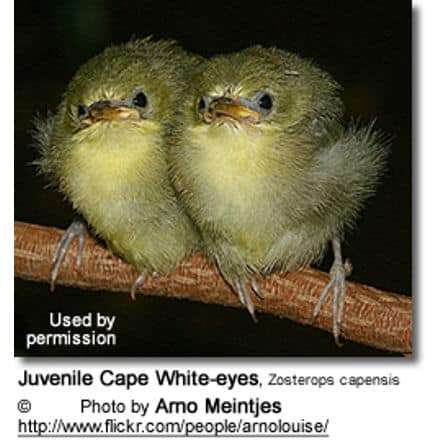 Juvenile Cape White-eyes, Zosterops capensis
