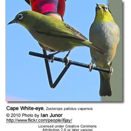 Cape White-eye, Zosterops pallidus capensis