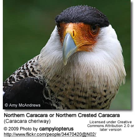 Northern Caracara or Northern Crested Caracara (Caracara cheriway), called Audubon's Caracara
