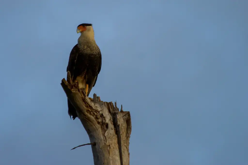 Caracaras Perched On A Tree