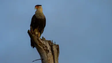 Caracaras Perched On A Tree