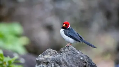 Cardinal Myzomela Perched In a Stone