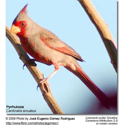 Cardinalis sinuatus