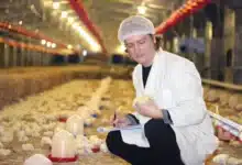 Caring Poultry Chicks