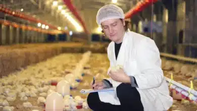 Caring Poultry Chicks