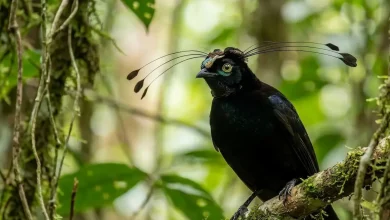Carola's Parotia (Parotia carolae)