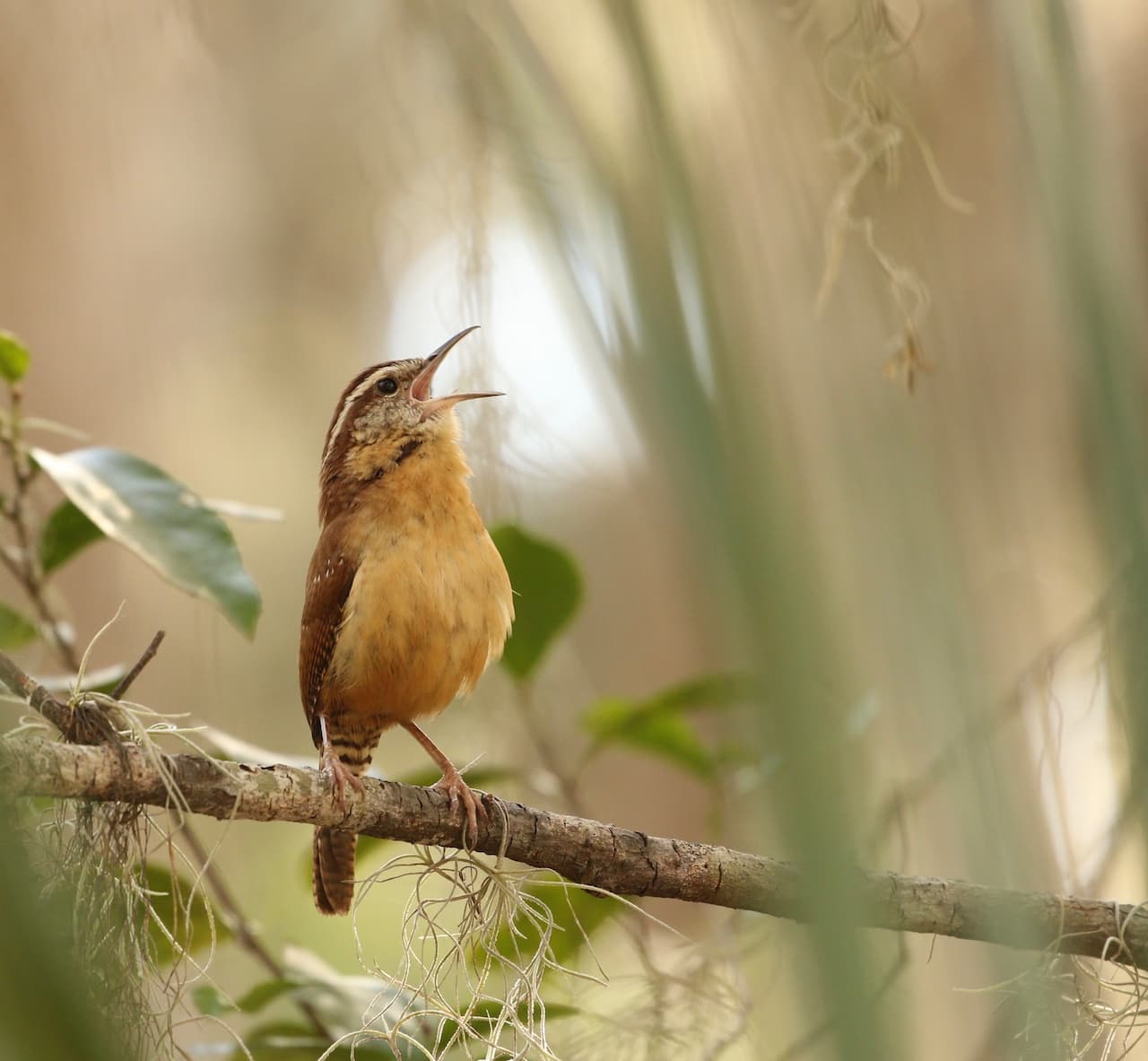 The Carolina Wren Singing His Little Heart Out